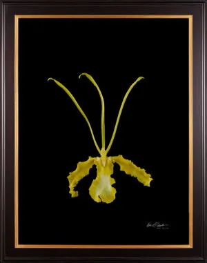 Framed Fine Art Print Psychopsis Papilio Var alba Carmela Bloom by Kevin G Saunders