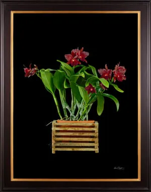 Framed Fine Art Print Rhyncholaeliocattleya Memoria Mario Lanza Plant by Kevin G Saunders