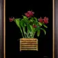 Framed Fine Art Print Rhyncholaeliocattleya Memoria Mario Lanza Plant by Kevin G Saunders