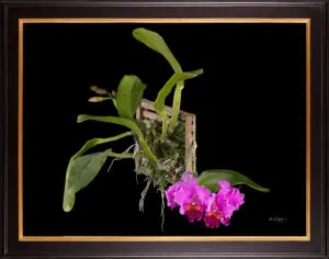 Framed Fine Art Print Rhyncholaeliocattleya Edwin Arthur Hausermann Plant by Kevin G Saunders