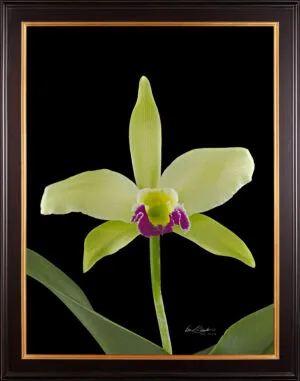 Framed Fine Art Print Rhyncholaeliocattleya Greenwhich Elmhurst Bloom by Kevin G Saunders