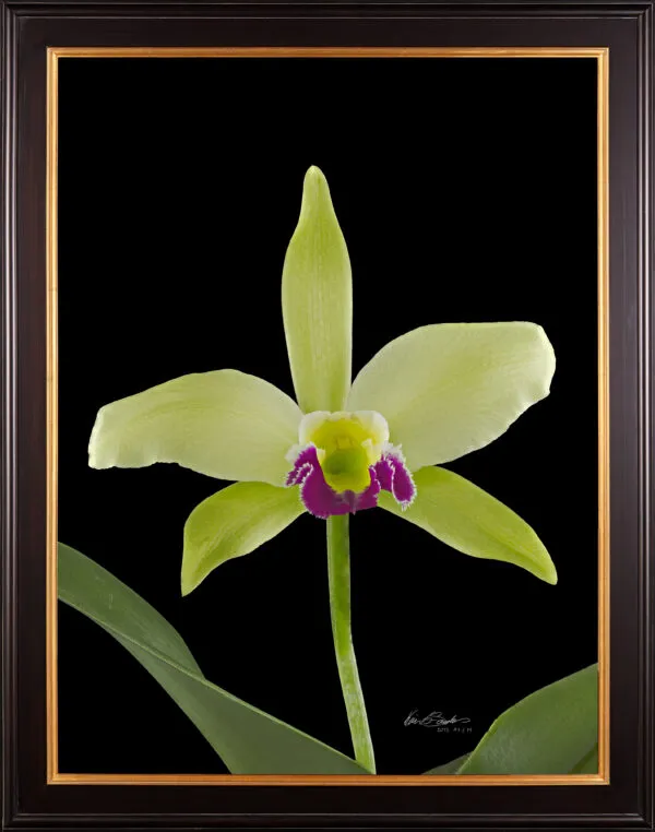 Framed Fine Art Print Rhyncholaeliocattleya Greenwhich Elmhurst Bloom by Kevin G Saunders