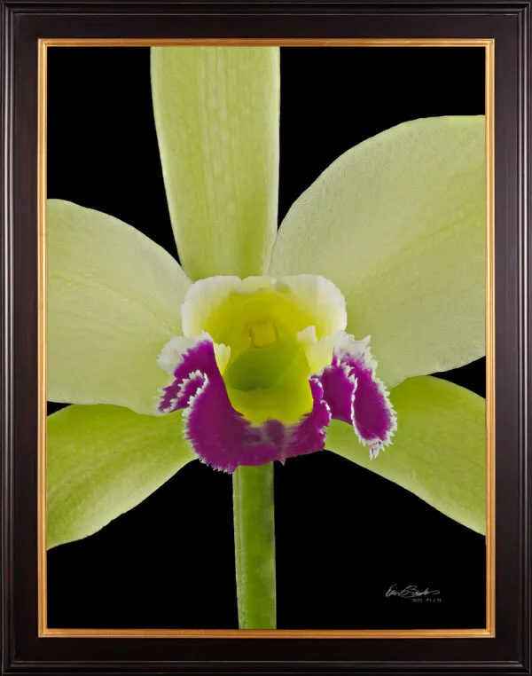 Framed Fine Art Print Rhyncholaeliocattleya Greenwhich Elmhurst Bloom Close 2 by Kevin G Saunders