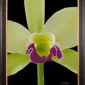 Framed Fine Art Print Rhyncholaeliocattleya Greenwhich Elmhurst Bloom Close 2 by Kevin G Saunders