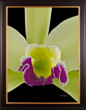 Framed Fine Art Print Rhyncholaeliocattleya Greenwhich Elmhurst Bloom Close by Kevin G Saunders