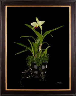 Framed Fine Art Print Rhyncholaeliocattleya Greenwhich Elmhurst Plant by Kevin G Saunders