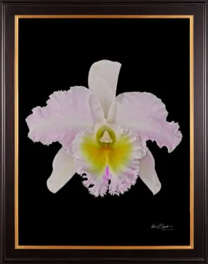 Framed Fine Art Print Rhyncattleanthe Nina Consentida Bloom by Kevin G Saunders