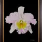 Framed Fine Art Print Rhyncattleanthe Nina Consentida Bloom by Kevin G Saunders