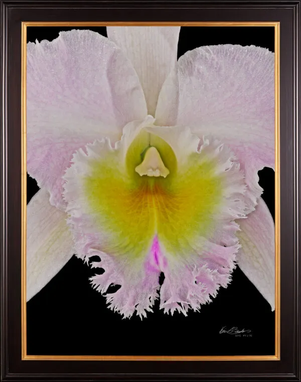 Framed Fine Art Print Rhyncattleanthe Nina Consentida Bloom Close by Kevin G Saunders