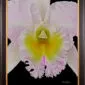 Framed Fine Art Print Rhyncattleanthe Nina Consentida Bloom Close by Kevin G Saunders