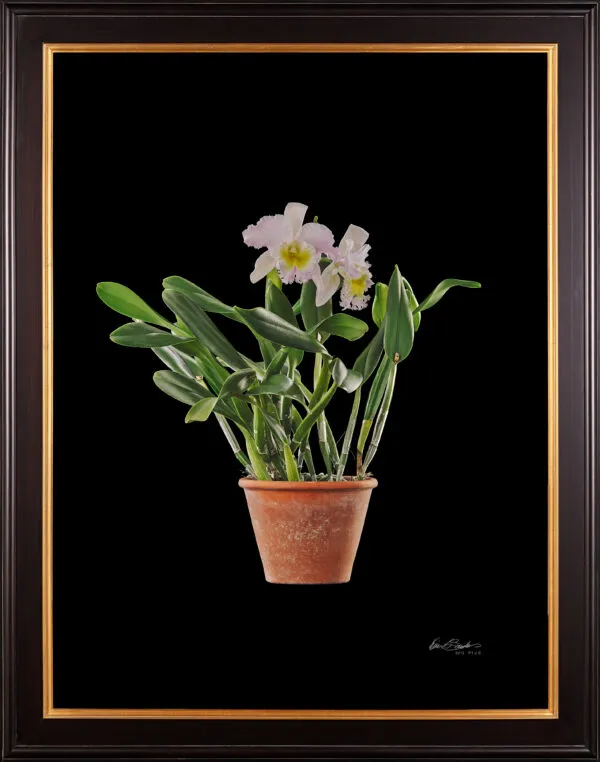 Framed Fine Art Print Rhyncattleanthe Nina Consentida Plant by Kevin G Saunders