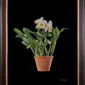 Framed Fine Art Print Rhyncattleanthe Nina Consentida Plant by Kevin G Saunders