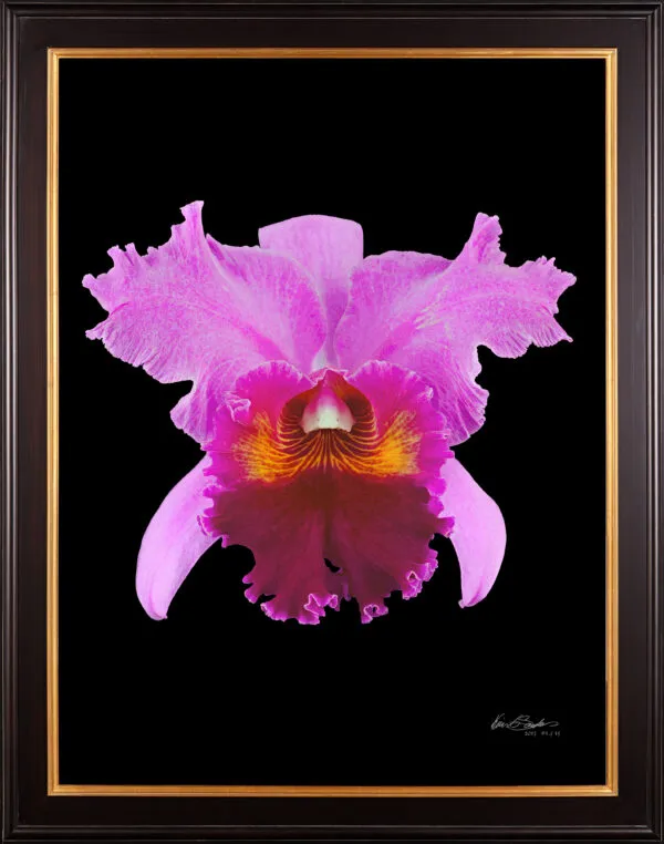 Framed Fine Art Print Rhyncattleanthe Edwin Arthur Hausermann Bloom by Kevin G Saunders