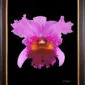 Framed Fine Art Print Rhyncattleanthe Edwin Arthur Hausermann Bloom by Kevin G Saunders