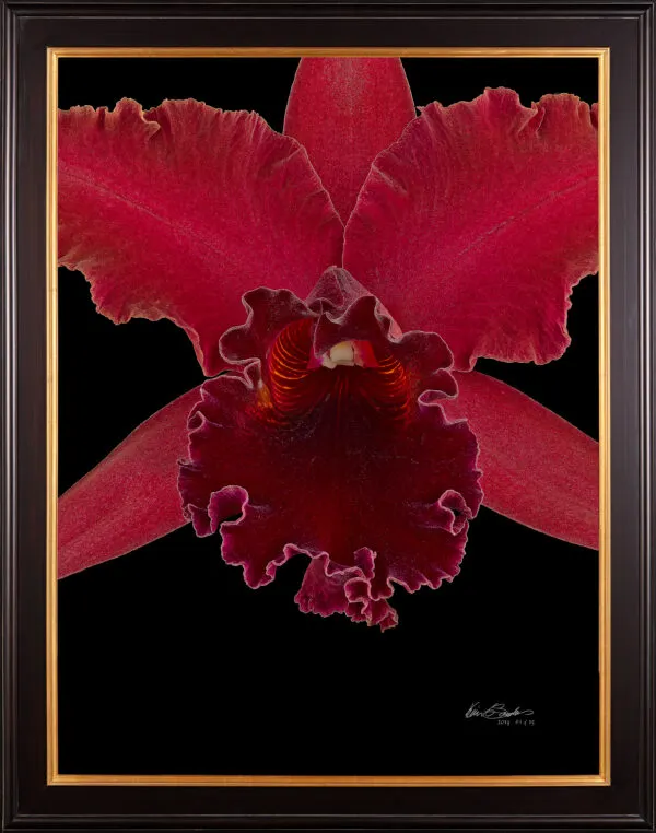 Framed Fine Art Print Rhyncattleanthe Sharon King Yuki Bloom Close by Kevin G Saunders