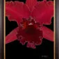 Framed Fine Art Print Rhyncattleanthe Sharon King Yuki Bloom Close by Kevin G Saunders