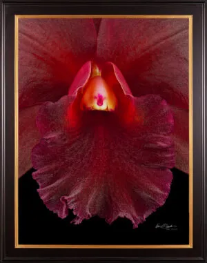 Framed Fine Art Print Rhyncattleanthe Memoria Mario Lanza Bloom Close by Kevin G Saunders