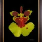 Framed Fine Art Print Tolu Golden Sunset Bloom by Kevin G Saunders