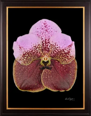 Framed Fine Art Print of Vanda Crownfox Velvet Bloom by Kevin G Saunders