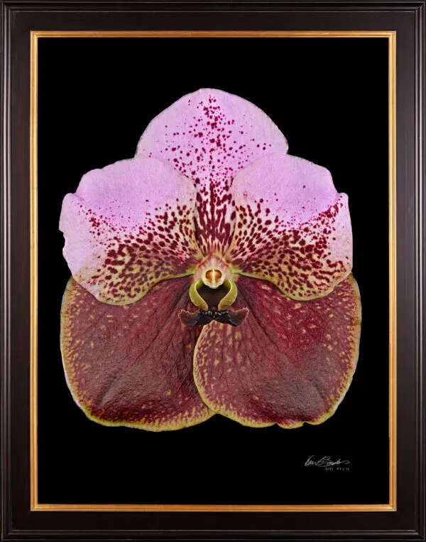Framed Fine Art Print of Vanda Crownfox Velvet Bloom by Kevin G Saunders