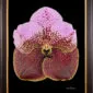 Framed Fine Art Print of Vanda Crownfox Velvet Bloom by Kevin G Saunders