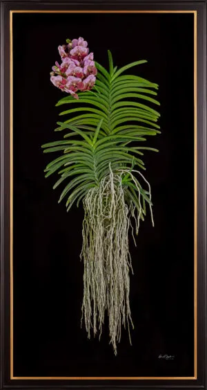 Framed Fine Art Print of Vanda Crownfox Velvet Plant by Kevin G Saunders