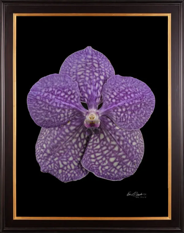 Vanda Tokyo Blue Sapphire Bloom Framed Fine Art Print of Vanda Tokyo Blue Sapphire Bloom by Kevin G Saunders