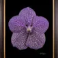 Framed Fine Art Print of Vanda Tokyo Blue Sapphire Bloom by Kevin G Saunders