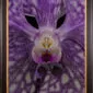 Framed Fine Art Print of Vanda Tokyo Blue Sapphire Bloom Close by Kevin G Saunders