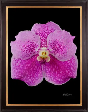 Framed Fine Art Print Vanda Pantone Pink Bloom by Kevin G Saunders