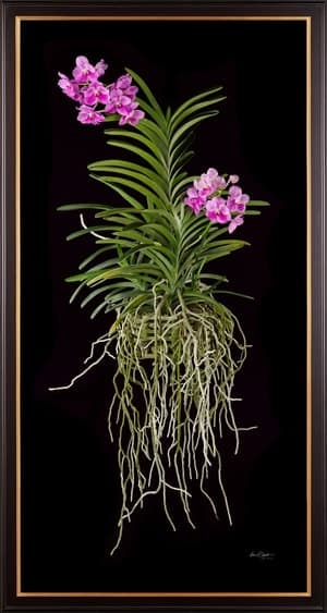 Framed Fine Art Print Vanda Pantone Pink Plant by Kevin G Saunders
