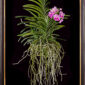 Framed Fine Art Print Vanda Pantone Pink Plant by Kevin G Saunders