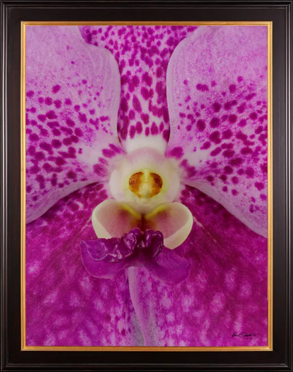 Framed Fine Art Print of Vanda Pantone Pink Bloom Close by Kevin G Saunders