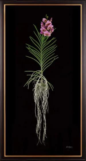 Framed Fine Art Print of Vanda Pure Delight Plant by Kevin G Saunders