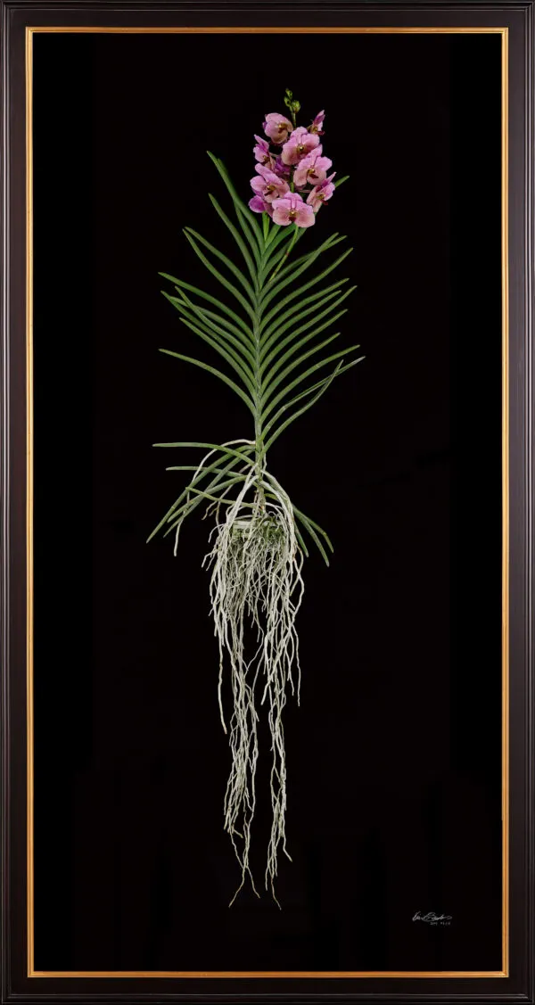 Framed Fine Art Print of Vanda Pure Delight Plant by Kevin G Saunders