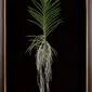 Framed Fine Art Print of Vanda Pure Delight Plant by Kevin G Saunders
