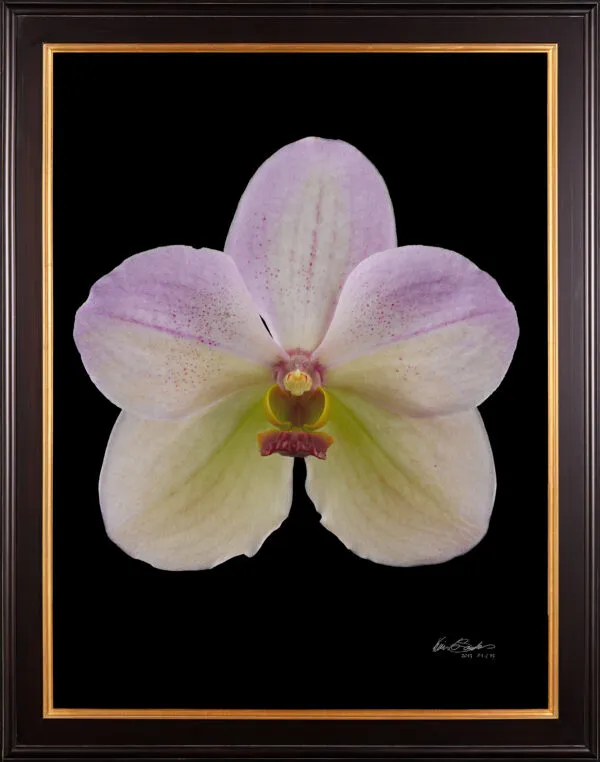 Vanda Tang See Hang Cathy and Frank Burzik Bloom Framed Framed Fine Art Print of Vanda Tang See Hang Cathy and Frank Burzik Bloom by Kevin G Saunders