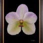 Framed Fine Art Print of Vanda Tang See Hang Cathy and Frank Burzik Bloom by Kevin G Saunders