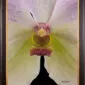 Framed Fine Art Print of Vanda Tang See Hang Cathy and Frank Burzik Bloom Close by Kevin G Saunders