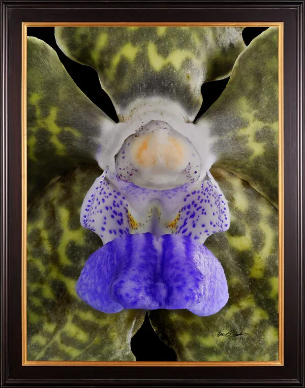 Vanda Tessellata Leopard Bloom Close Framed Fine Art Print Vanda Tessellata Leopard Bloom Close by Kevin G Saunders