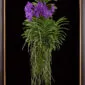 Framed Fine Art Print Vanda Thailand Beauty Blue Plant by Kevin G Saunders