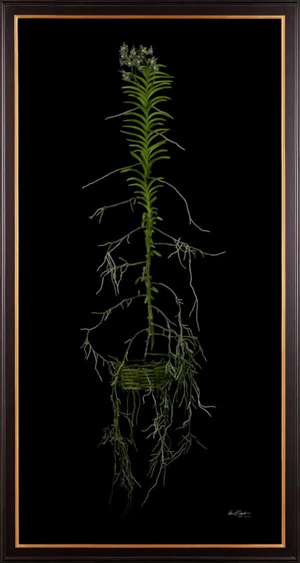 Framed Fine Art Print of Vanda Tessellata Leopart Plant by Kevin G Saunders