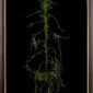 Framed Fine Art Print of Vanda Tessellata Leopart Plant by Kevin G Saunders
