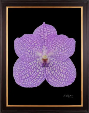 Framed Fine Art Print Vanda Charlene Atkins Bloom by Kevin G Saunders