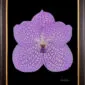 Framed Fine Art Print Vanda Charlene Atkins Bloom by Kevin G Saunders