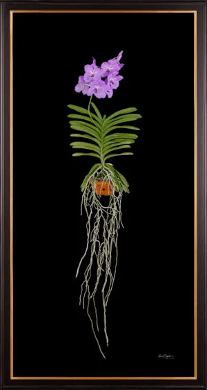 Framed Fine Art Print Vanda Charlene Atkins Plant by Kevin G Saunders