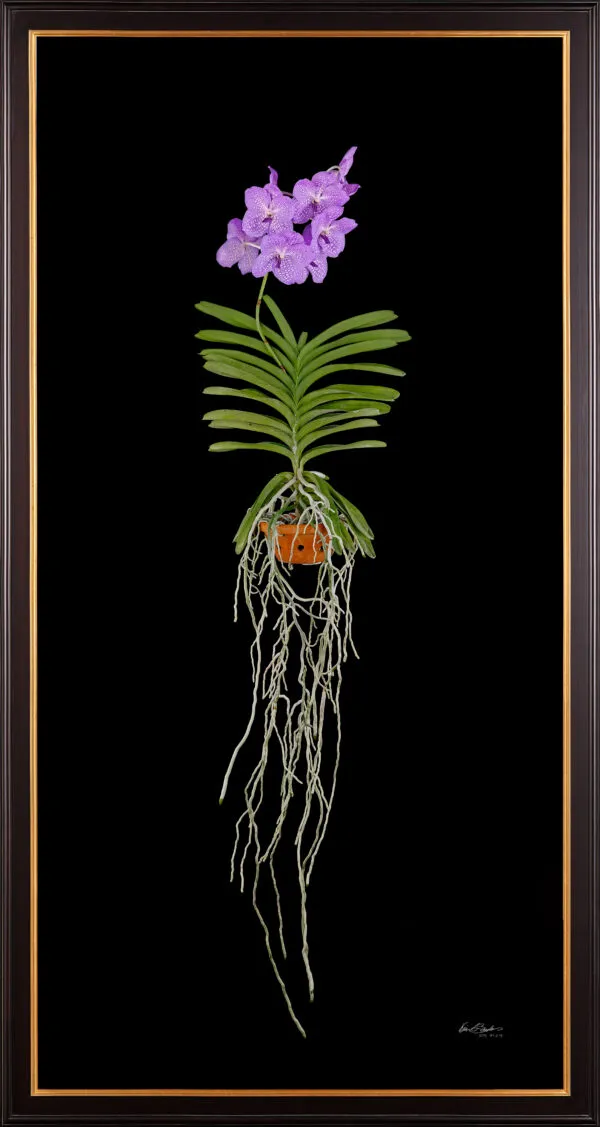Framed Fine Art Print Vanda Charlene Atkins Plant by Kevin G Saunders