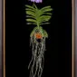 Framed Fine Art Print Vanda Charlene Atkins Plant by Kevin G Saunders