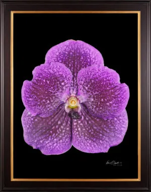 Framed Fine Art Print Vanda Janel de Cruz Bloom by Kevin G Saunders