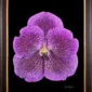 Framed Fine Art Print Vanda Janel de Cruz Bloom by Kevin G Saunders